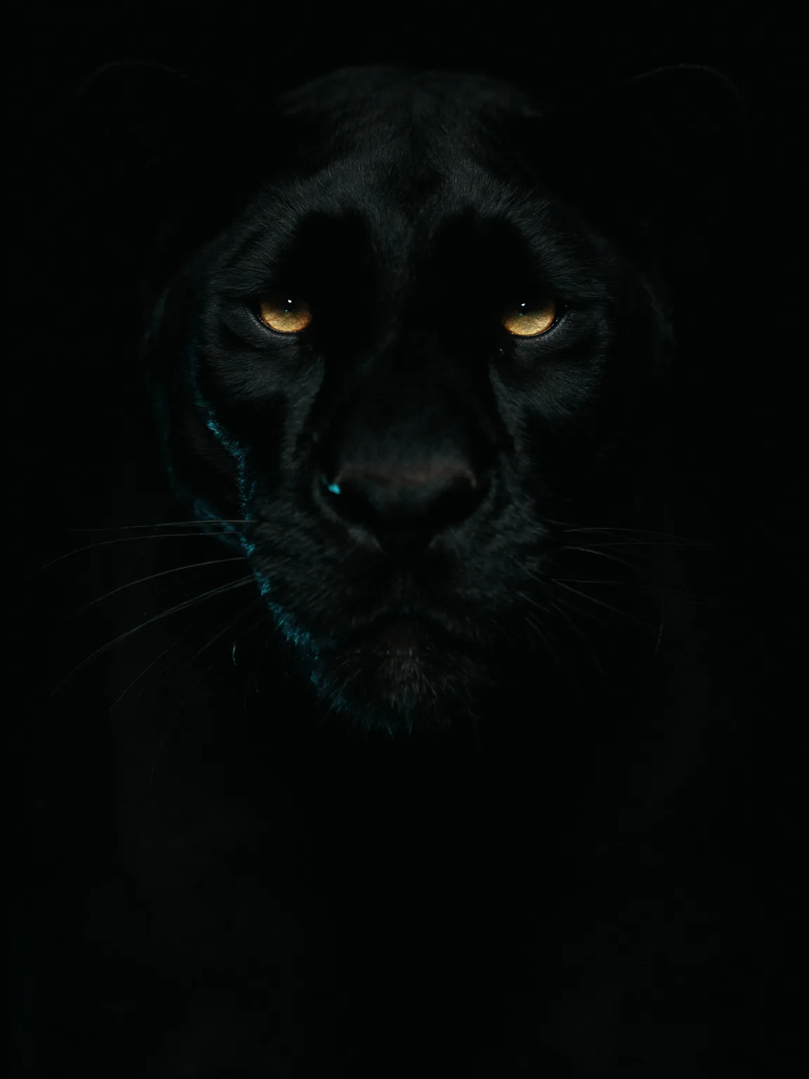 A black panther's face in darkness, amber eyes watching